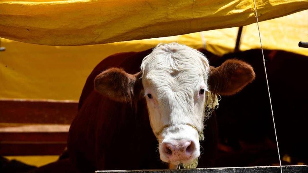 Kurban Bayramı’na 90 gün kala Konya’da kurbanlıklar satışta! İşte kurbanlık fiyatları… 3